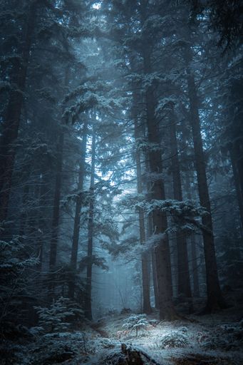 A scenic view of a dirt path winding through a dense forest under the cover of a starry night sky