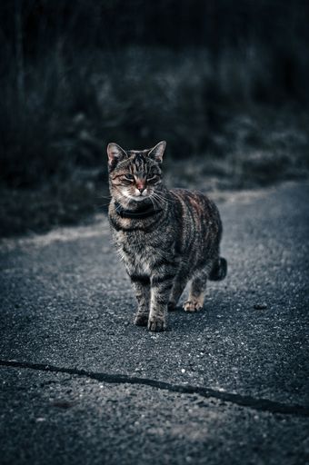 A vertical shot of an adorable tabby stray cat on the road