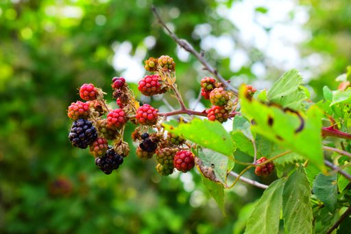 Organic fresh blackberries on a branch and blurred green leaves.