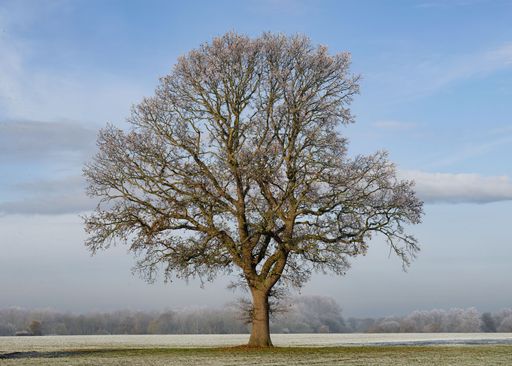 A large oak tree pictured in December. The surrounding farm field has frosted over in this seasonal winter image.