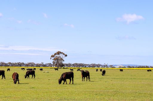 A large green pasture dotted with trees with a herd of brown cows grazing contentedly