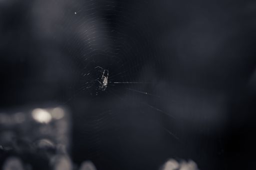 A beautiful closeup of a cobweb with dark background