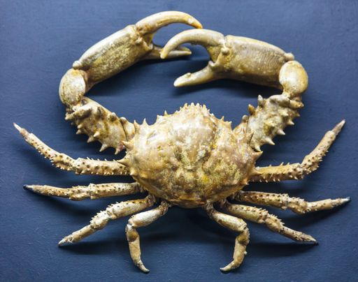 A crab isolated on blue background
