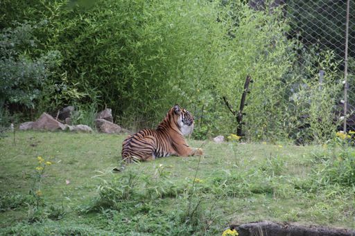 A shot of a tiger in its natural habitat on a blurry background