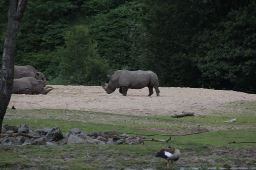 A shot several rhinos in their natural habitat in the evening