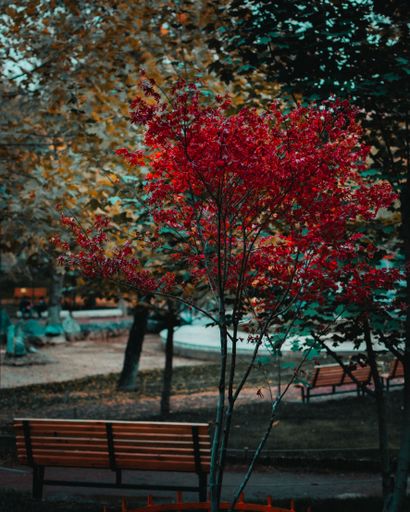 A vertical shot of amazing autumn park trees covered with beautiful colorful foliage and empty benches