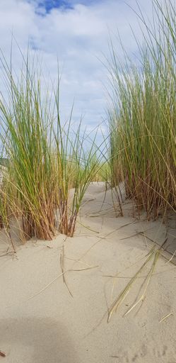 A vertical shot of a sandy path through grass on a beach