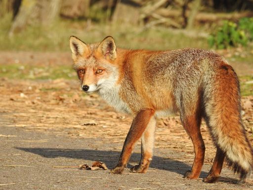 A selective focus shot of an adorable red fox in the Netherlands