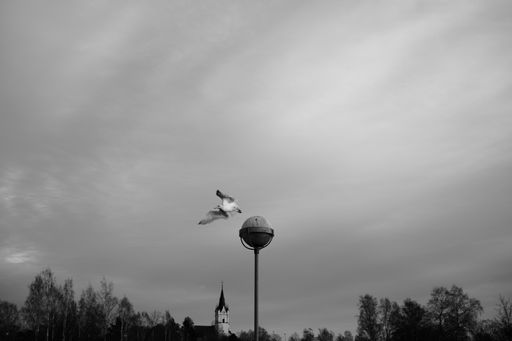 A low angle grey scale shot of a seagull flying near a lamp under the sky