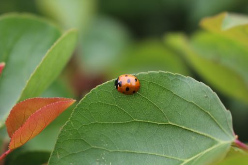A selective focus closeup shot of a single cute ladybug on a fresh plant lead