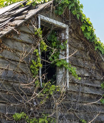 A vertical shot of a wooden house with tree branches growing around it