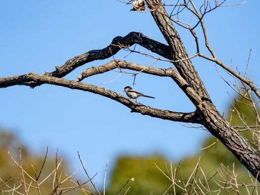A selective focus shot of a cute Long-tailed tit sitting on a tree