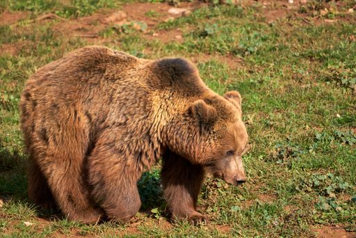 A solitary brown bear stands in a grassy meadow, surrounded by a natural landscape