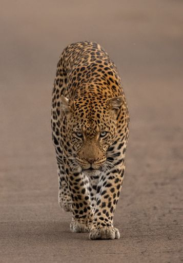 A massive male leopard walking directly towards the camera with a deadly stare