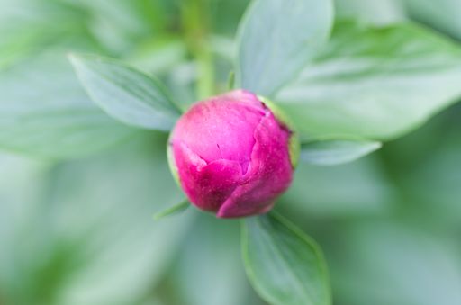 A closeup shot of pink peony bud against a green blurry background