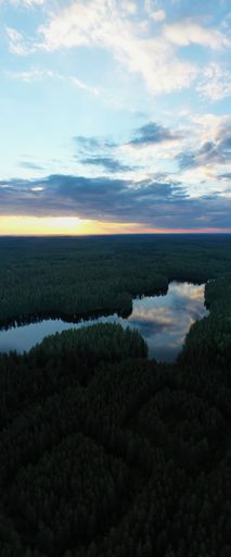 An aerial shot of the pine forest and a river on a cloudy day