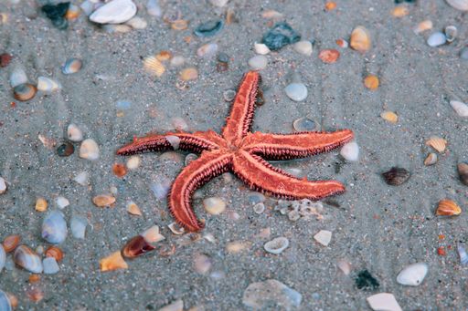 A closeup shot of a starfish on the shore in St Augustine, Florida, USA