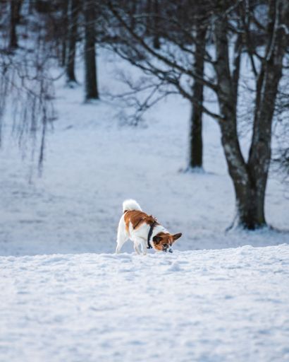 A cute Nordbotten Laika dog in a wintry landscape, surrounded by trees
