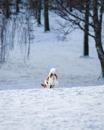 A cute Nordbotten Laika dog in a wintry landscape, surrounded by trees