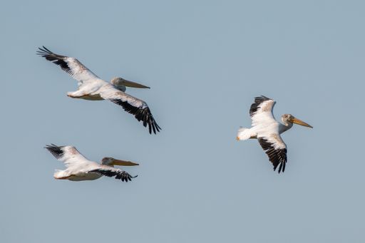 A low angle shot of pelicans flying in the plain blue sky