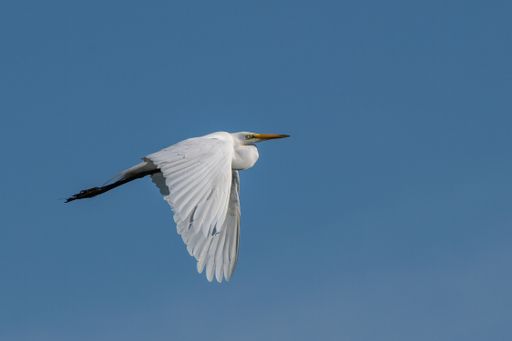 A low angle shot of a pelicans flying in the plain blue sky