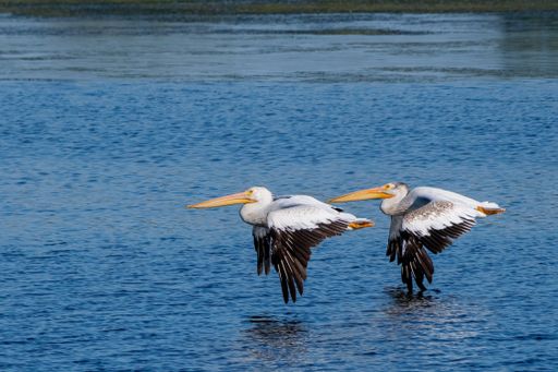 A selective focus shot of pelicans flying over the blue sea