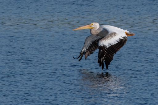 A selective focus shot of a pelican flying over the blue sea
