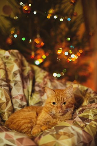 A vertical shot of a domestic cat relaxing on a cozy couch with Christmas decorations in the background