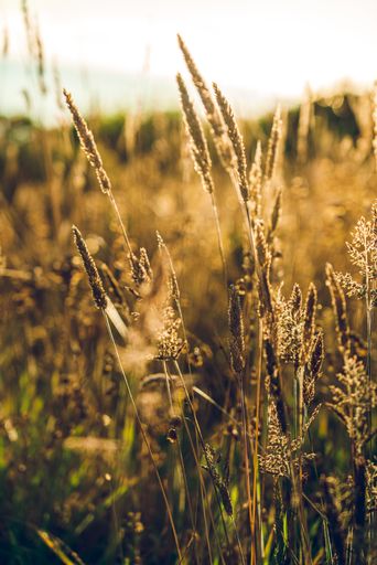 A vertical closeup shot of wheat straws during golden hour - good to be used as a background
