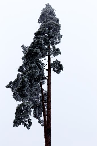 A vertical low angle shot of a beautiful tall tree with the bright sky in the background