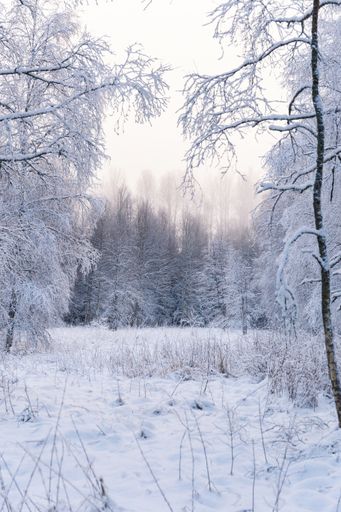 A vertical shot of a breathtaking forest completely covered in snow