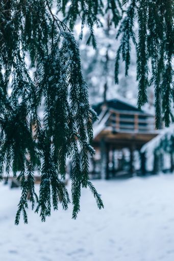 A vertical selective focus shot of a beautiful tree with a wooden cottage in the background