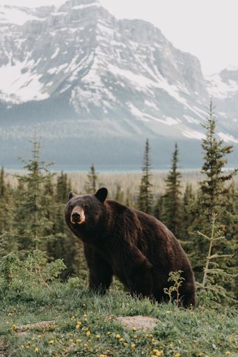A vertical shot of a cute bear hanging out in a forest surrounded by mountains