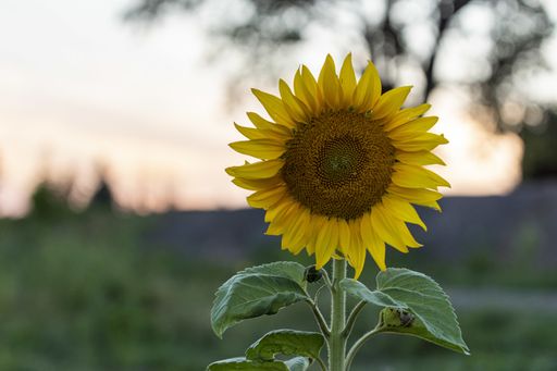 A beautiful selective focus shot of a sunflowe