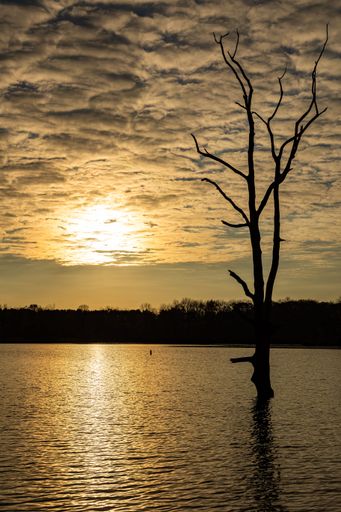 dead tree in Shabbona Lake at sunset