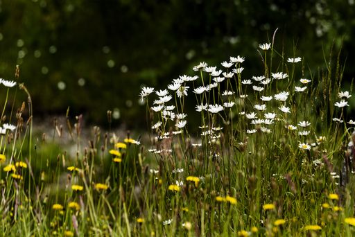 A selective focus shot of beautiful daisies in a field