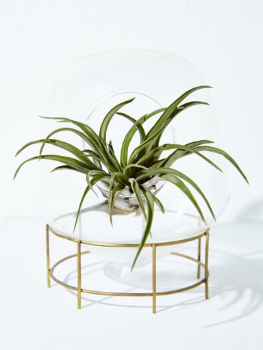 A vertical shot of a beautiful houseplant in a flowerpot on a white background