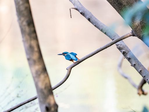 A selective focus shot of a cute Kingfisher sitting on a tree branch