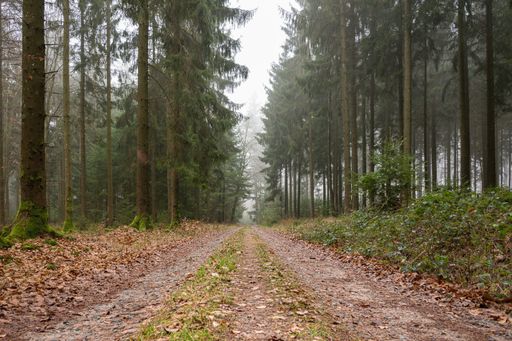A pathway covered in leaves in the middle of a forest with green trees