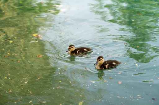 A closeup shot of two small cute ducks swimming in Lake Bled, Slovenia in the daytime