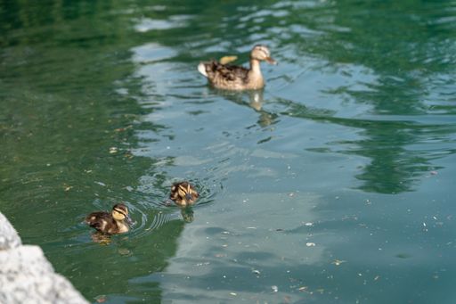 A closeup shot of three cute ducks swimming in Lake Bled, Slovenia in the daytime - family