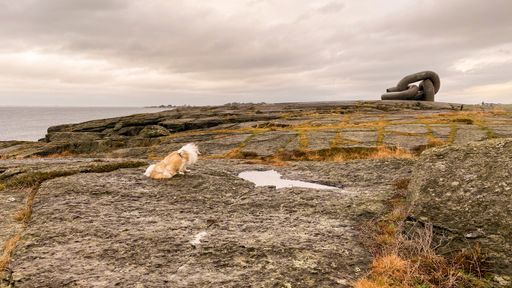 A lonely dog sitting on a rock by the sea under a cloudy sky