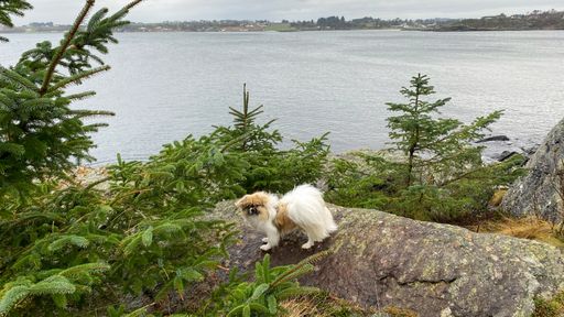 A lonely dog sitting on a rock by the sea under a cloudy sky