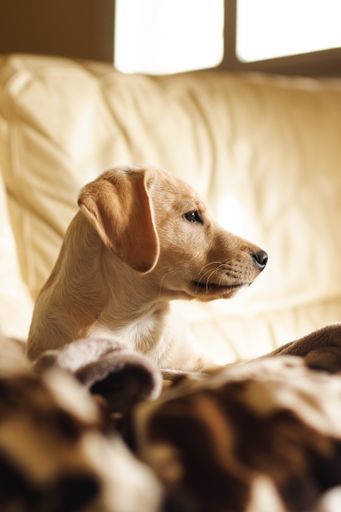 A vertical closeup of a cute brown dog sitting on a couch looking to the right