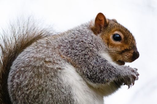 A low angle shot of a squirrel captured during the daytime