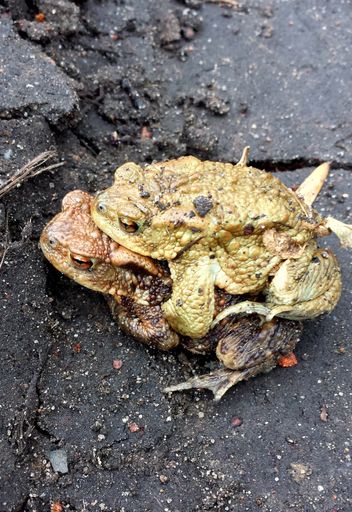 A vertical shot of a toad sitting on the back of another toad
