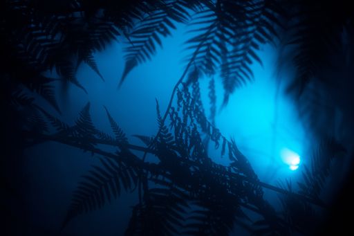 The beautiful exotic leaves in a tropical forest with a blue light shining near