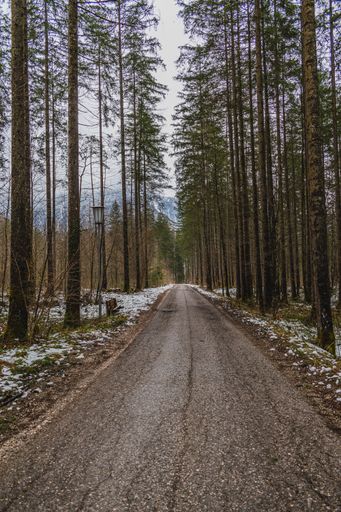 A vertical shot of a narrow road surrounded by tall trees