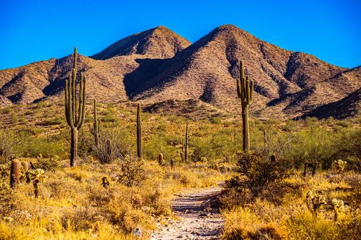 The image shows a view of the desert mountains in the morning light with saguaros and barrel cacti framing the mountains