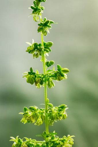 A vertical selective focus shot of green cannabis' blooms in a garden